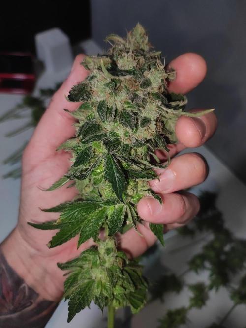 Radical Juice. Week 15