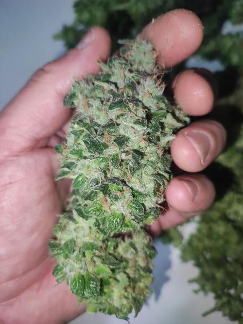 Radical Juice. Week 15