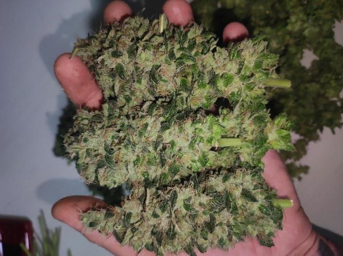 Radical Juice. Week 15