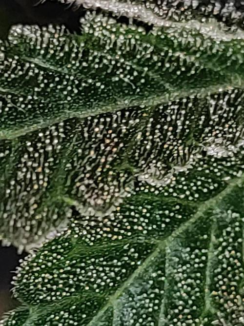 Radical Juice #1. Week 12