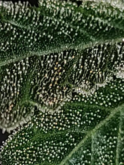 Radical Juice #1. Week 12