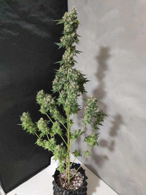 Radical Juice #1. Week 12