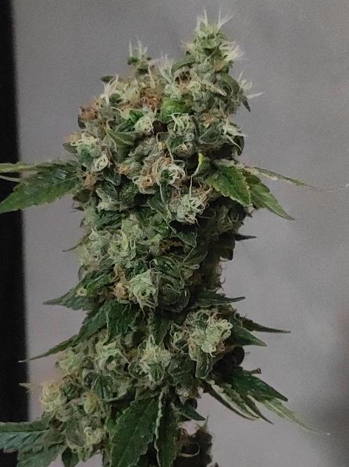 Radical Juice #1. Week 12