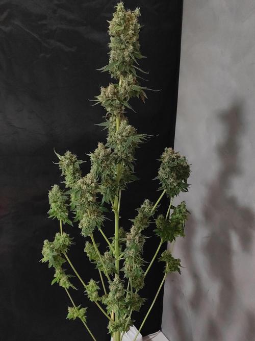 Radical Juice #1. Week 12