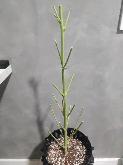 Radical Juice #1. Week 12