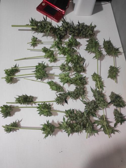 Radical Juice #1. Week 12