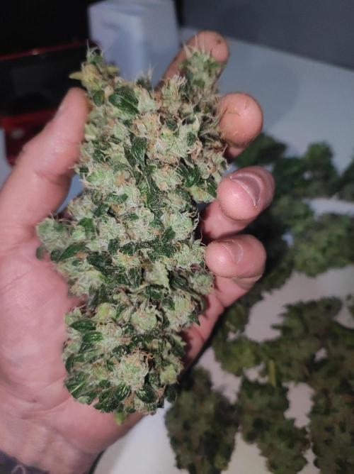 Radical Juice #1. Week 12