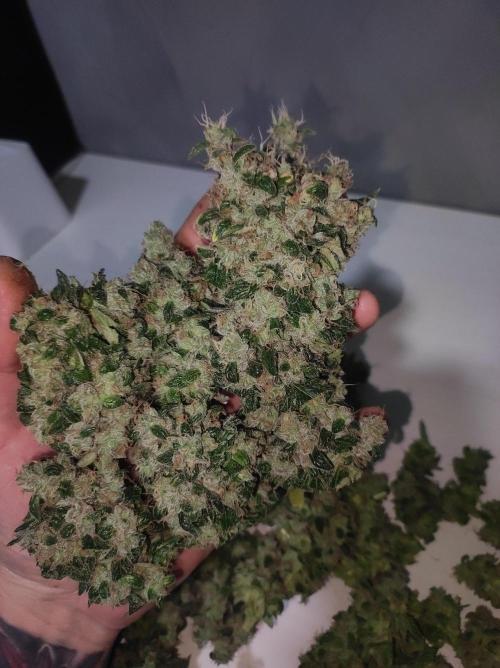 Radical Juice #1. Week 12