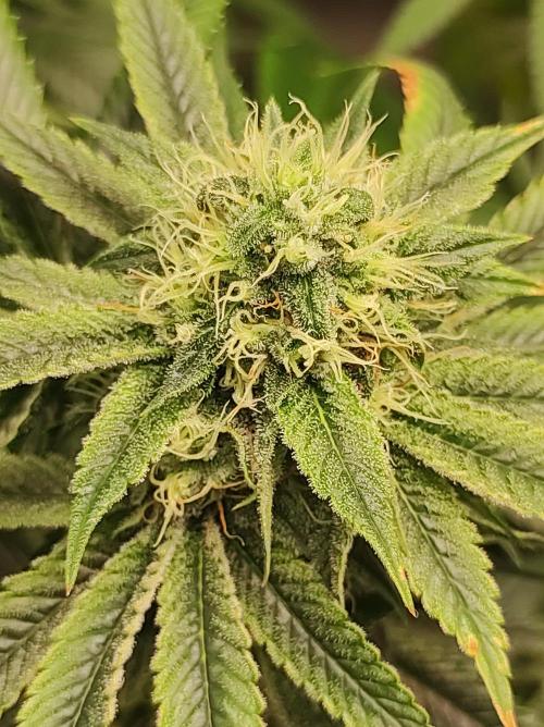 Gelato 41 #3. Week 9