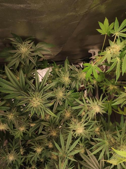 Gelato 41 #3. Week 9