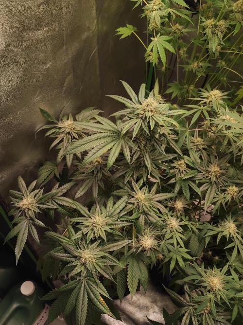 Gelato 41 #3. Week 9