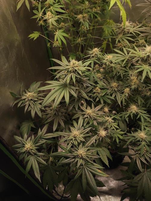 Gelato 41 #3. Week 9