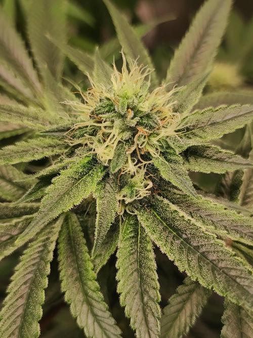 Gelato 41 #4. Week 9