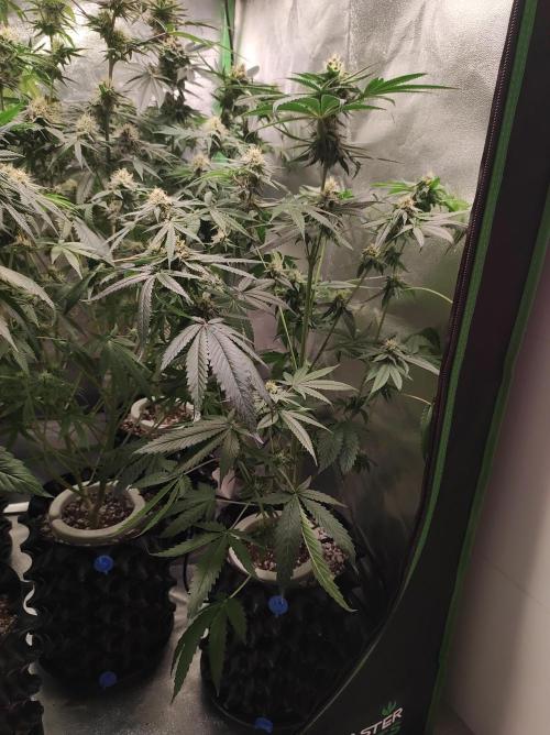 Gelato 41 #4. Week 9