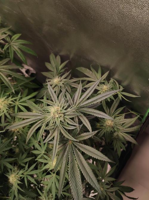 Gelato 41 #4. Week 9