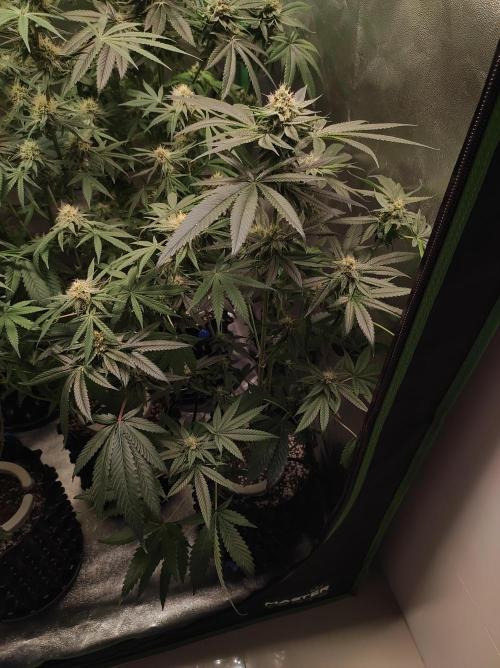 Gelato 41 #4. Week 9