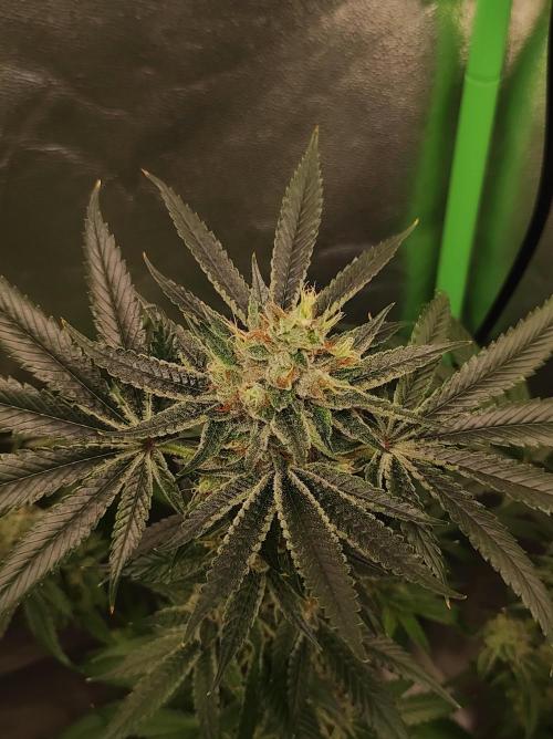 Gelato 41 #2. Week 12