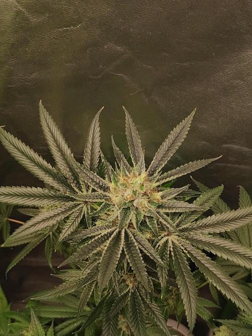 Gelato 41 #2. Week 12