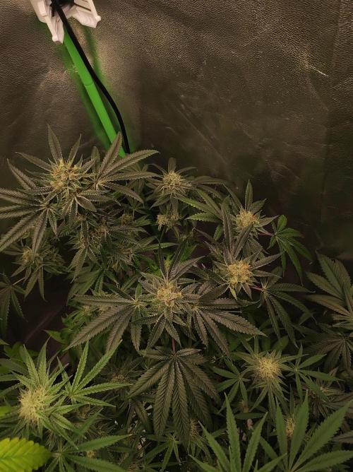 Gelato 41 #2. Week 12