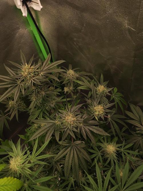 Gelato 41 #2. Week 12