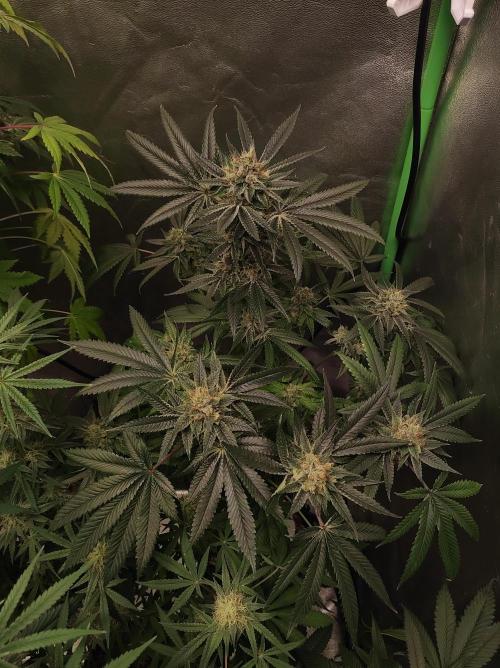 Gelato 41 #2. Week 12