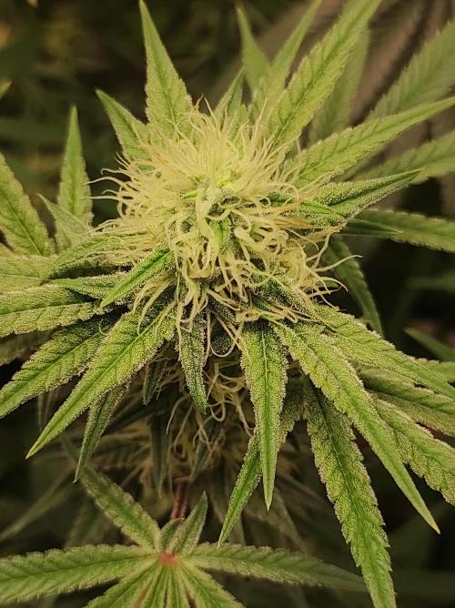 TUTIFRUIT #Santa Maria. Week 9