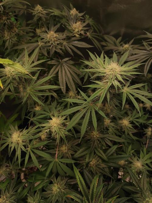 TUTIFRUIT #Santa Maria. Week 9