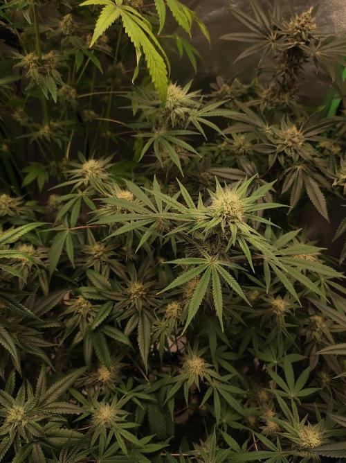 TUTIFRUIT #Santa Maria. Week 9