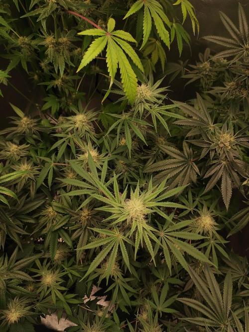 TUTIFRUIT #Santa Maria. Week 9