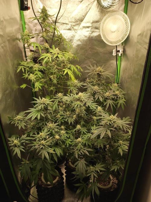 Lambeijax #Santa Maria. Week 9