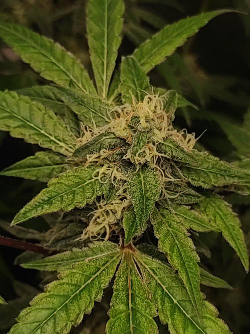 Lambeijax #Santa Maria. Week 9