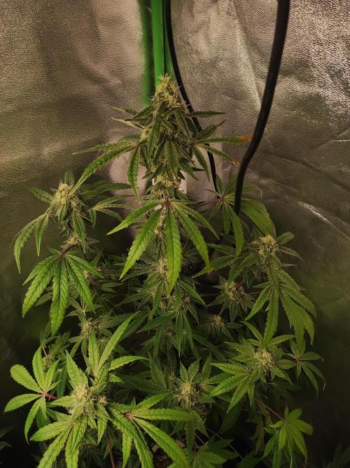 Lambeijax #Santa Maria. Week 9