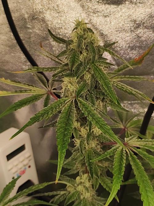 Lambeijax #Santa Maria. Week 9