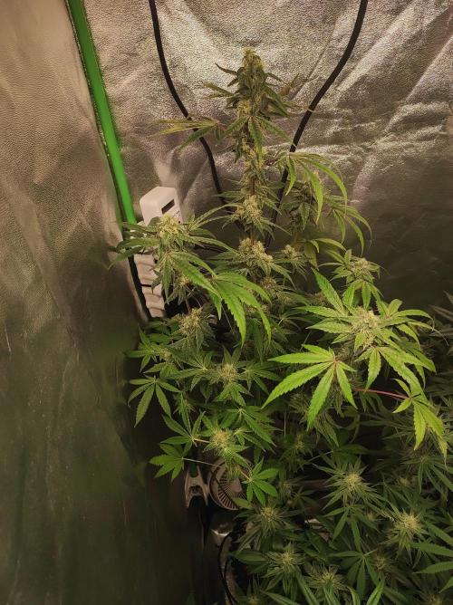 Lambeijax #Santa Maria. Week 9