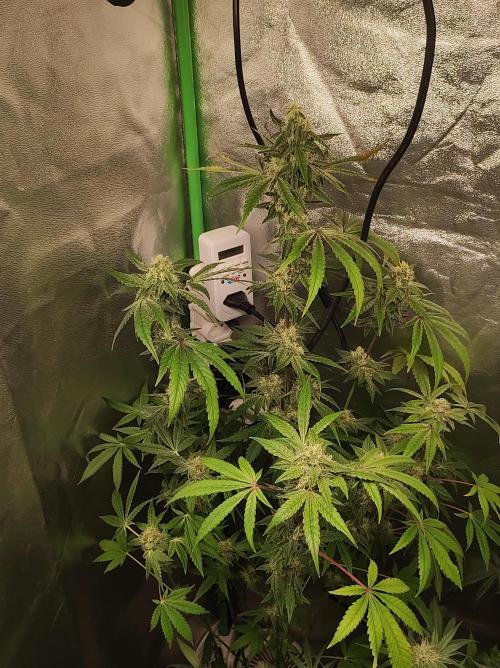 Lambeijax #Santa Maria. Week 9