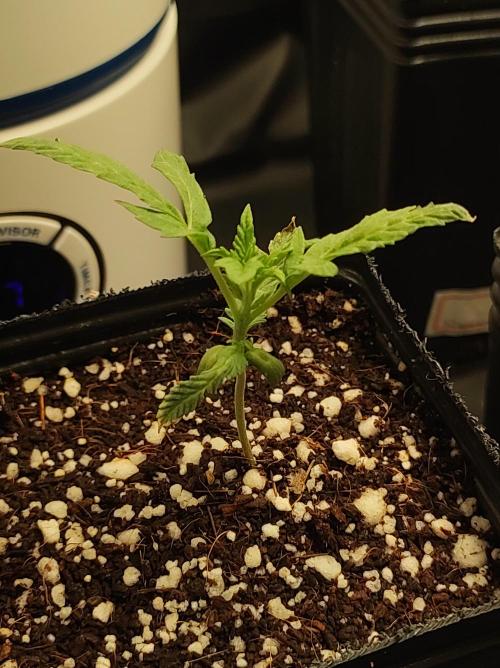 Godness Flower. Week 1