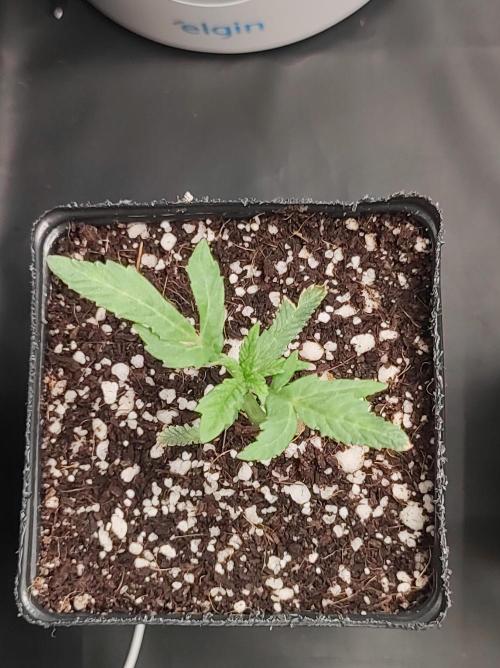Godness Flower. Week 1
