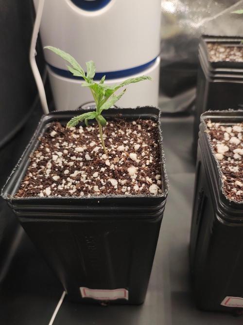 Godness Flower. Week 1