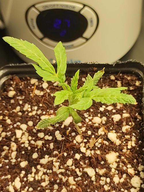 Godness Flower. Week 1