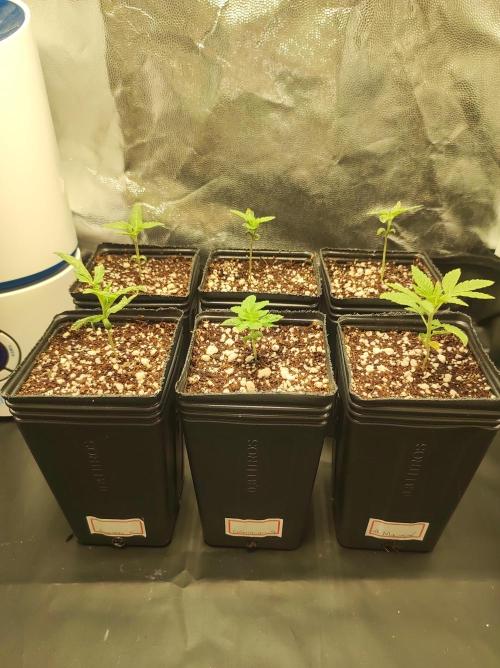 Colombian Gold. Week 1