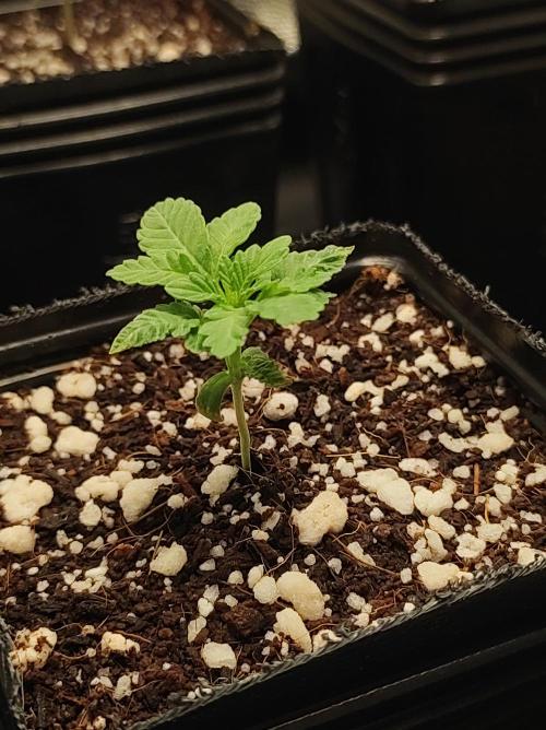 Colombian Gold. Week 1