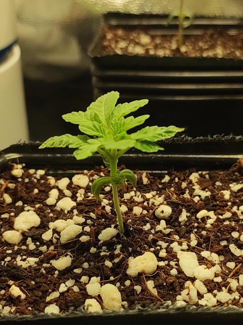 Colombian Gold. Week 1