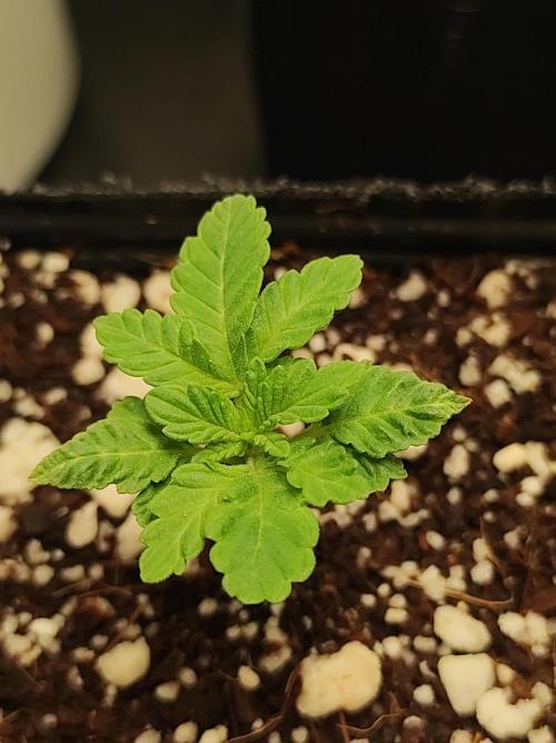 Colombian Gold. Week 1