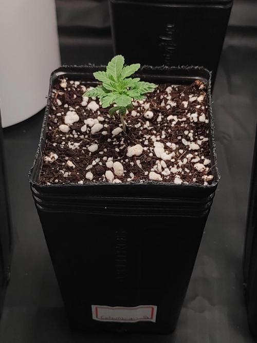 Colombian Gold. Week 1