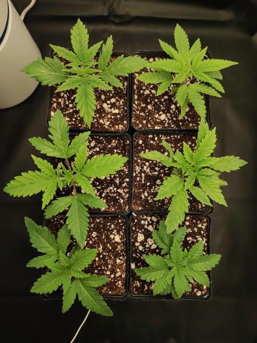 Godness Flower #2. Week 1