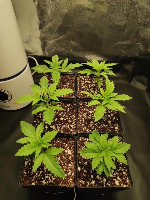 Godness Flower #2. Week 1