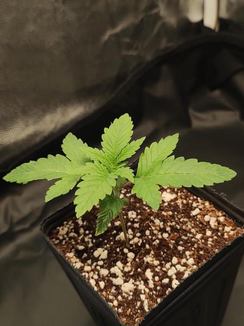 Godness Flower #2. Week 1