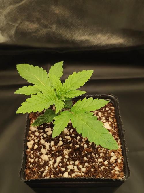 Godness Flower #2. Week 1