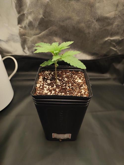 Godness Flower #2. Week 1