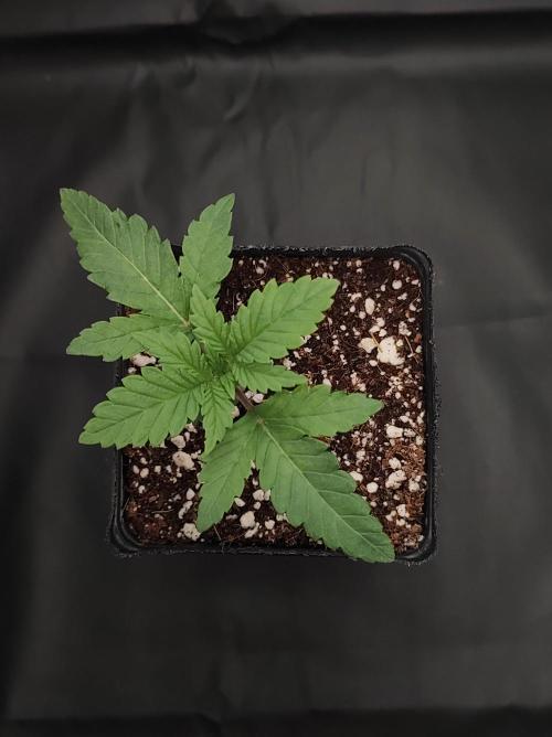 Godness Flower #2. Week 1